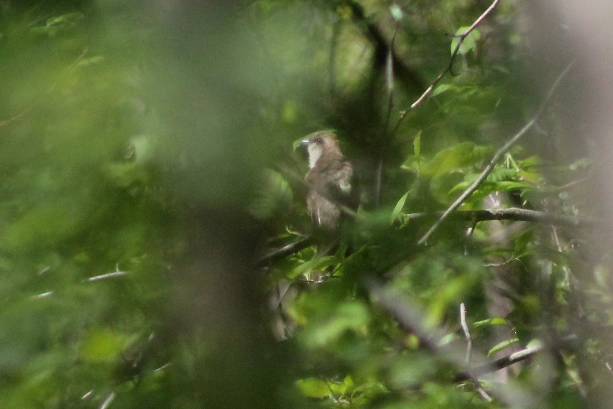 Black-billed Cuckoo - ML549446401