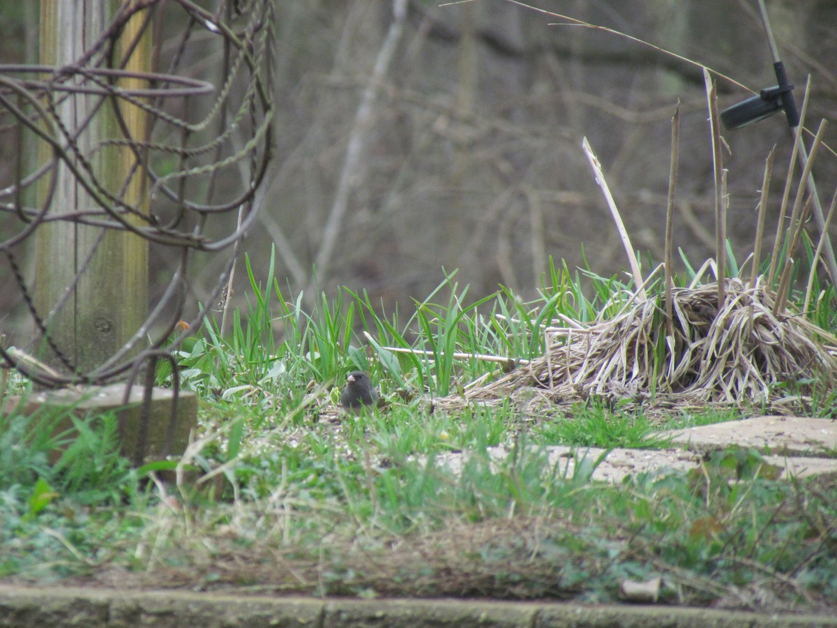 Dark-eyed Junco - Bryce Timmer