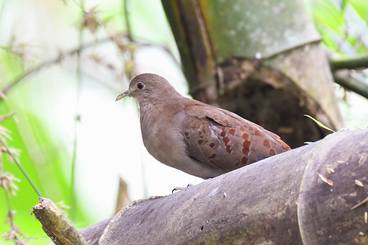 Blue Ground Dove - ML549448671