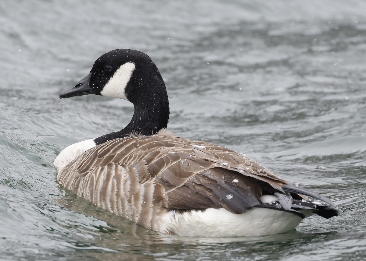 Canada Goose - ML549448791