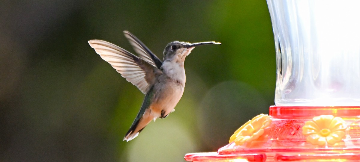 Colibrí Gorjirrubí - ML549449011