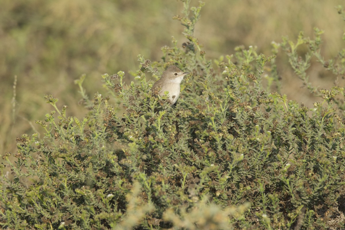 Greater Whitethroat - ML549449731