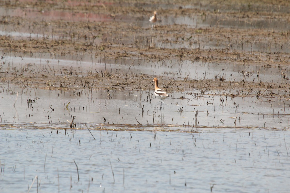 Avoceta Americana - ML549450401