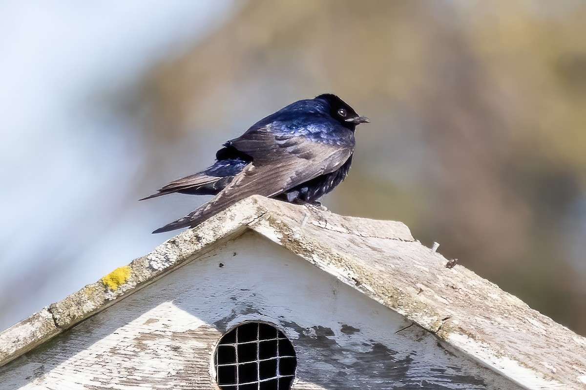 Purple Martin - Sandy & Bob Sipe