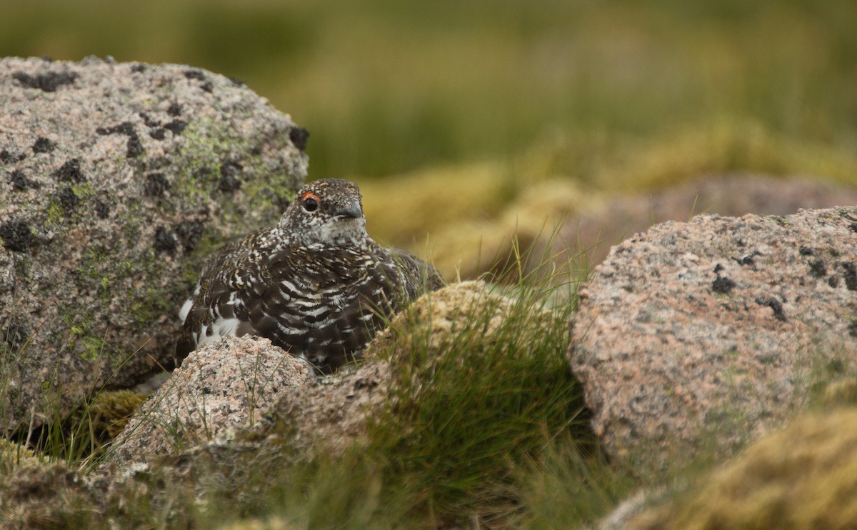 Rock Ptarmigan - Angus Pritchard