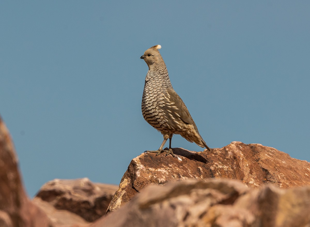 Scaled Quail - ML549453621