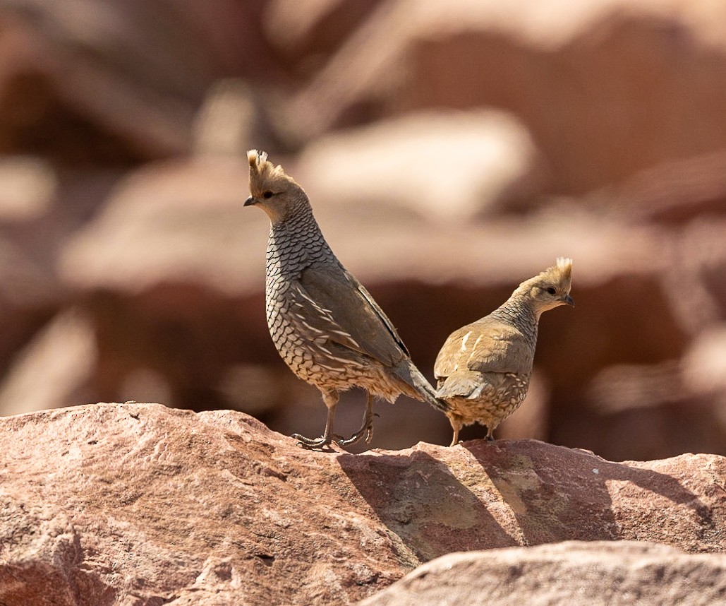 Scaled Quail - ML549453711