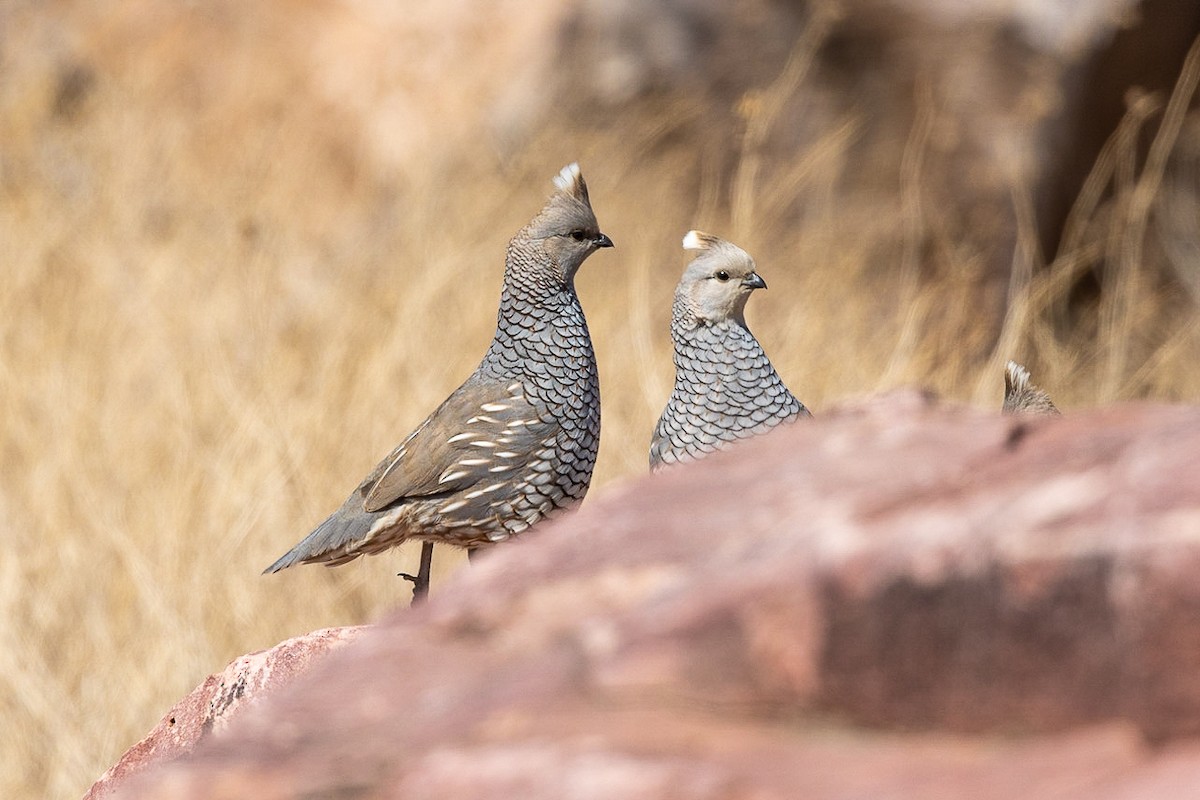 Scaled Quail - ML549453721