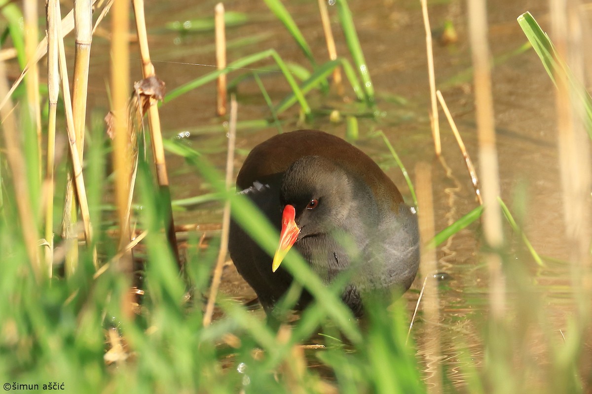 Eurasian Moorhen - ML549453751