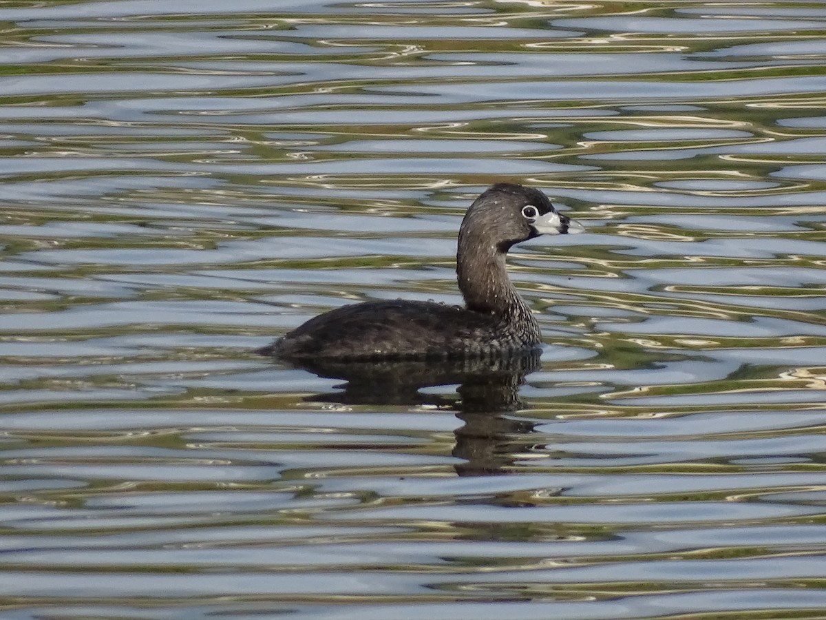 Pied-billed Grebe - ML549454601