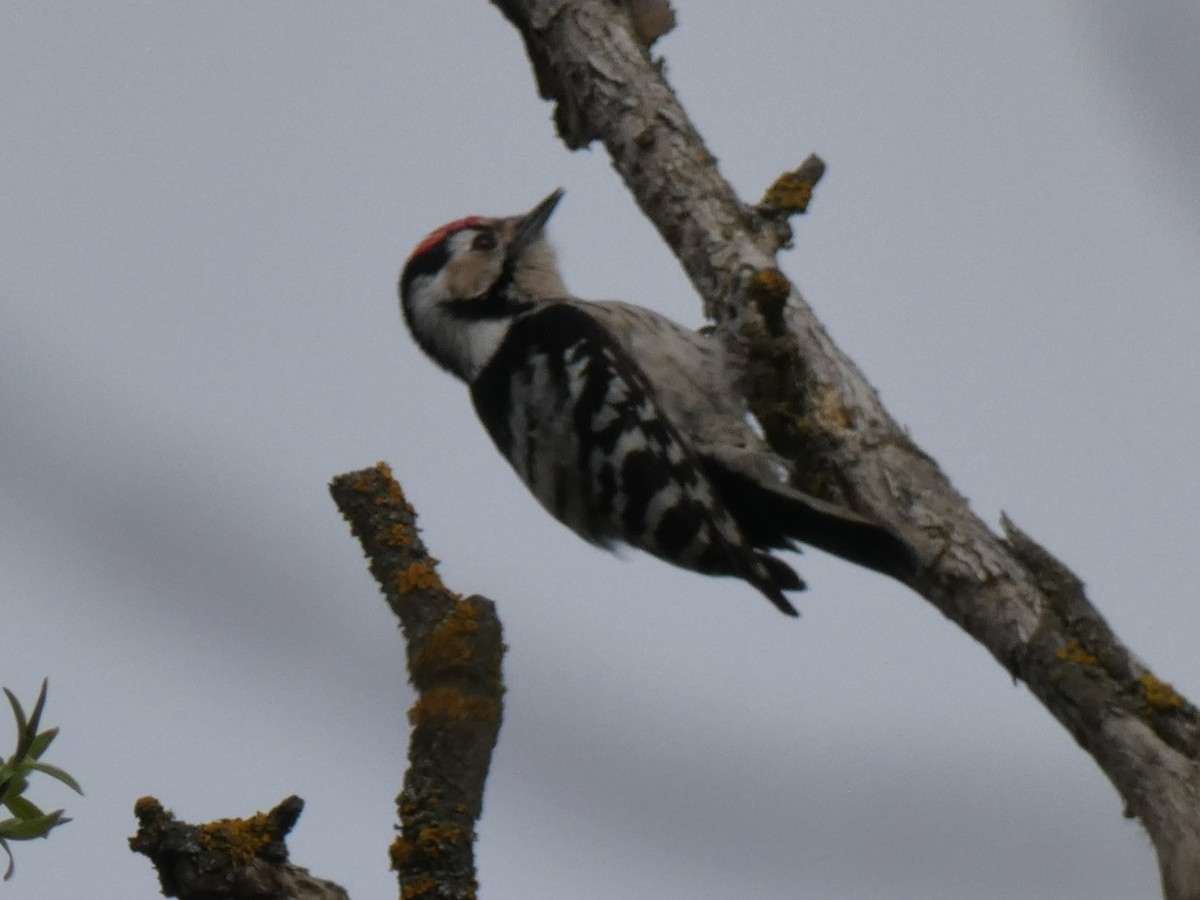 Lesser Spotted Woodpecker - ML549455301