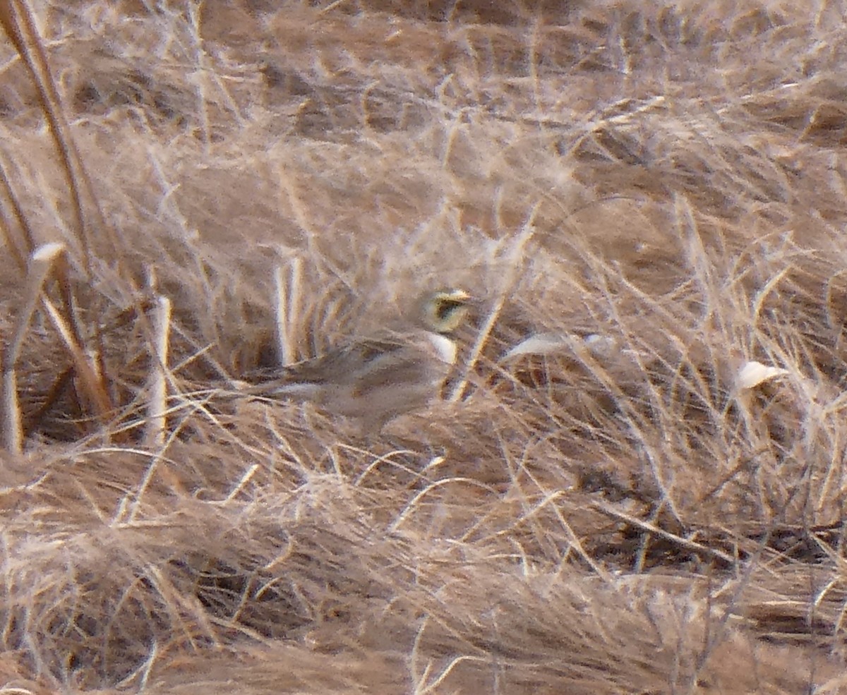 Horned Lark - ML549456541