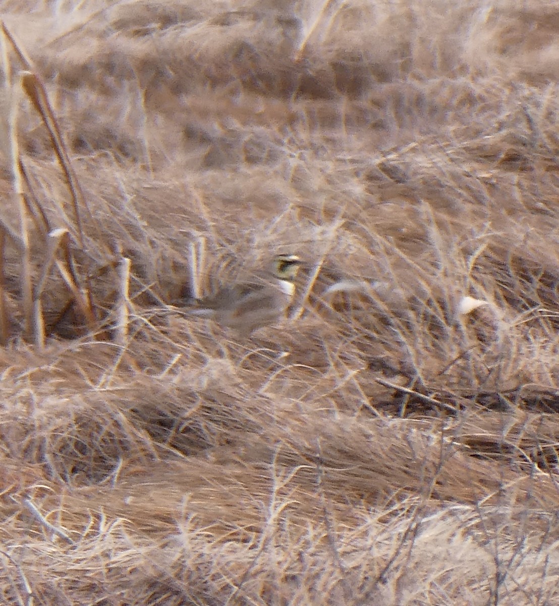 Horned Lark - ML549457401