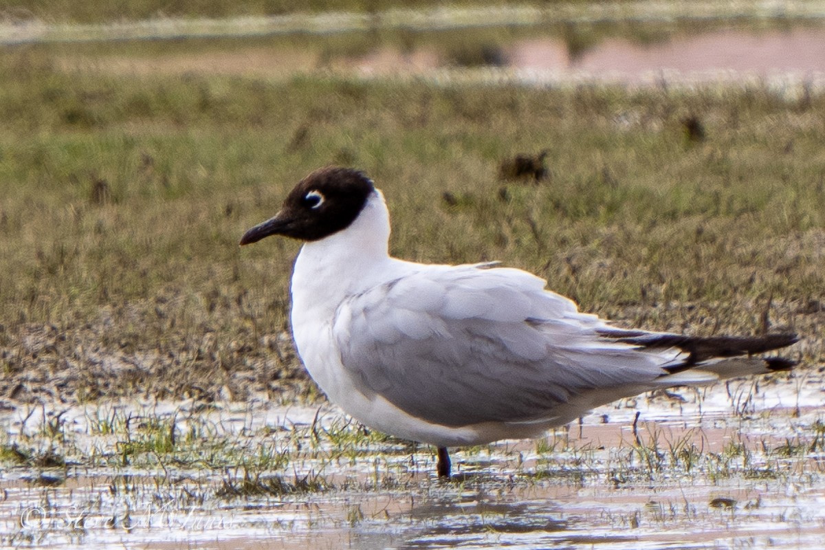 Andean Gull - ML549457781