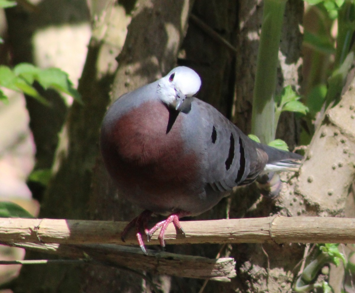 Maroon-chested Ground Dove - ML549459481