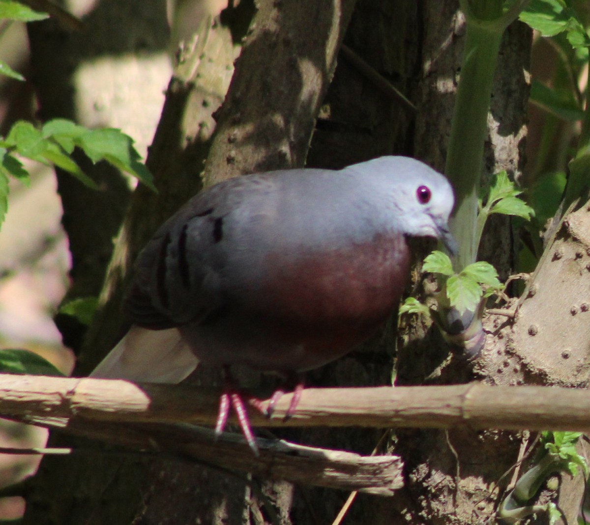 Maroon-chested Ground Dove - ML549459511