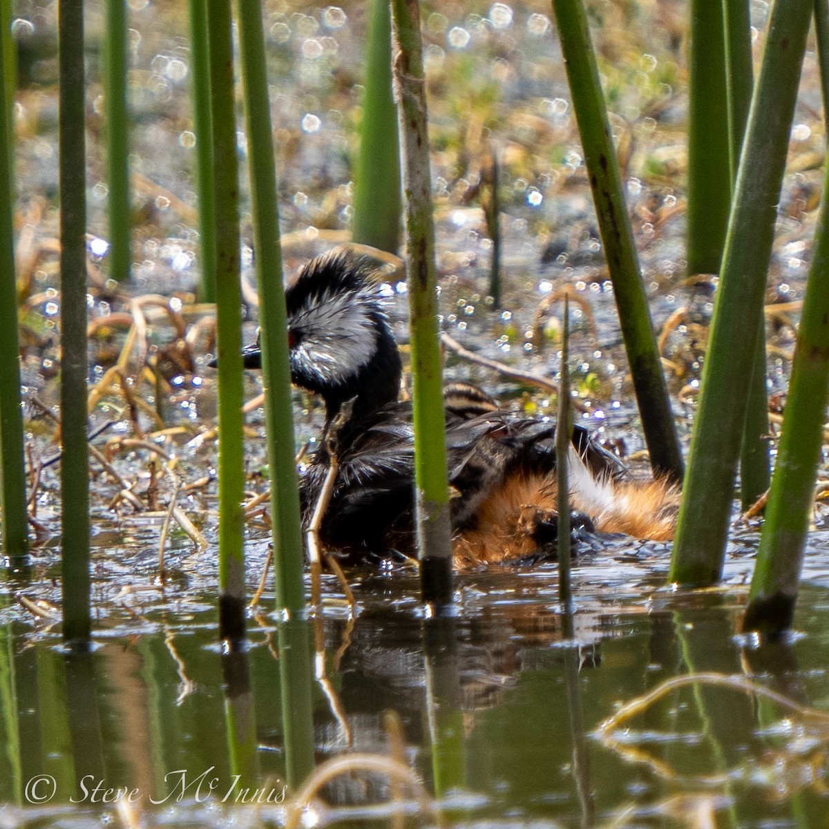 White-tufted Grebe - ML549459801