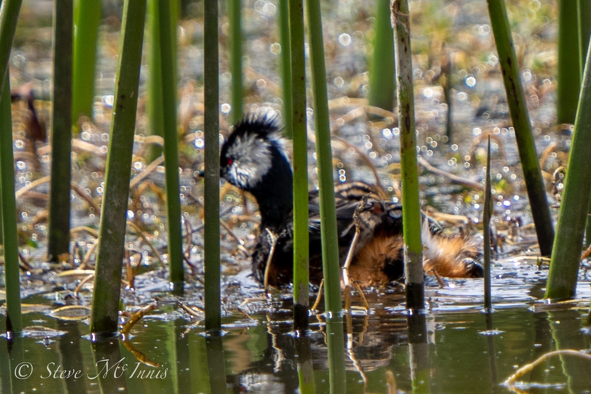 White-tufted Grebe - ML549459811