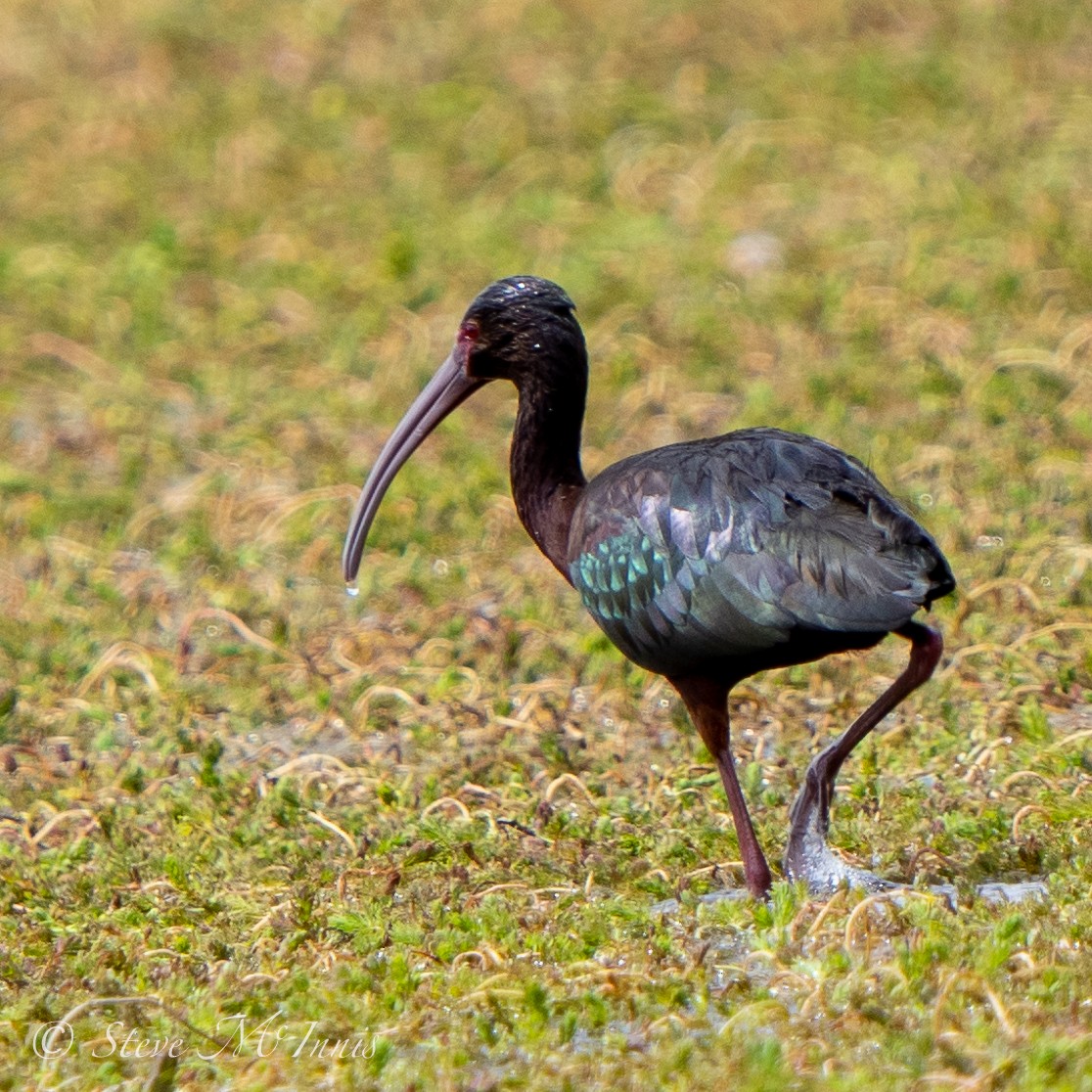 ibis andský - ML549460061