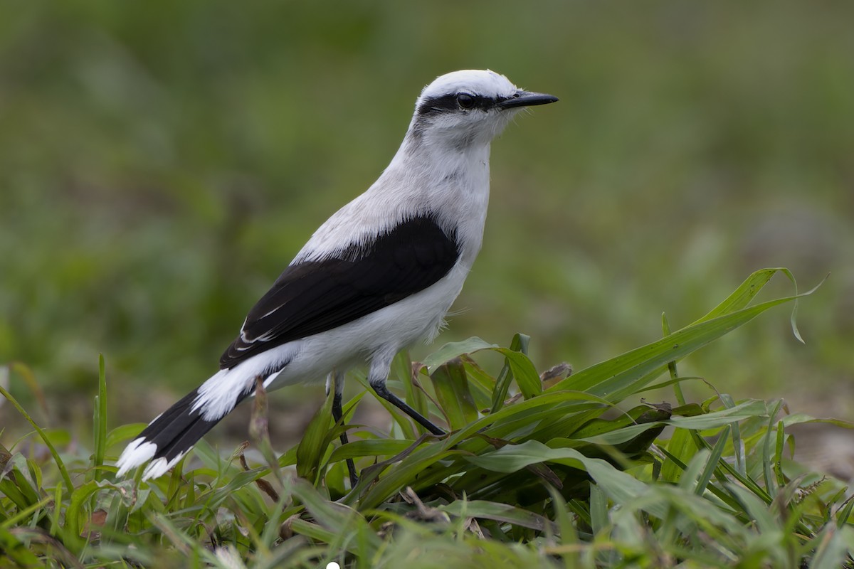 Masked Water-Tyrant - Jeff Maw