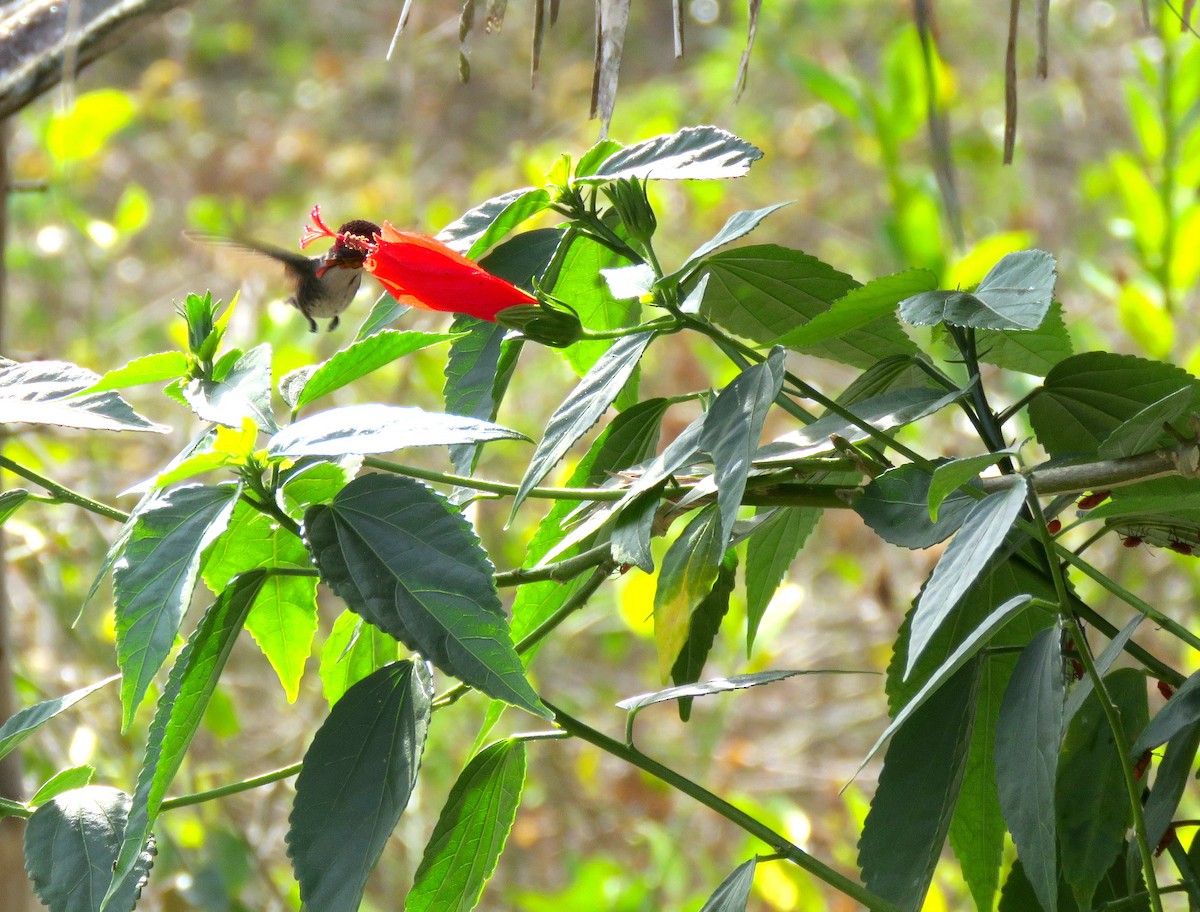 Colibrí Zunzuncito - ML54946151