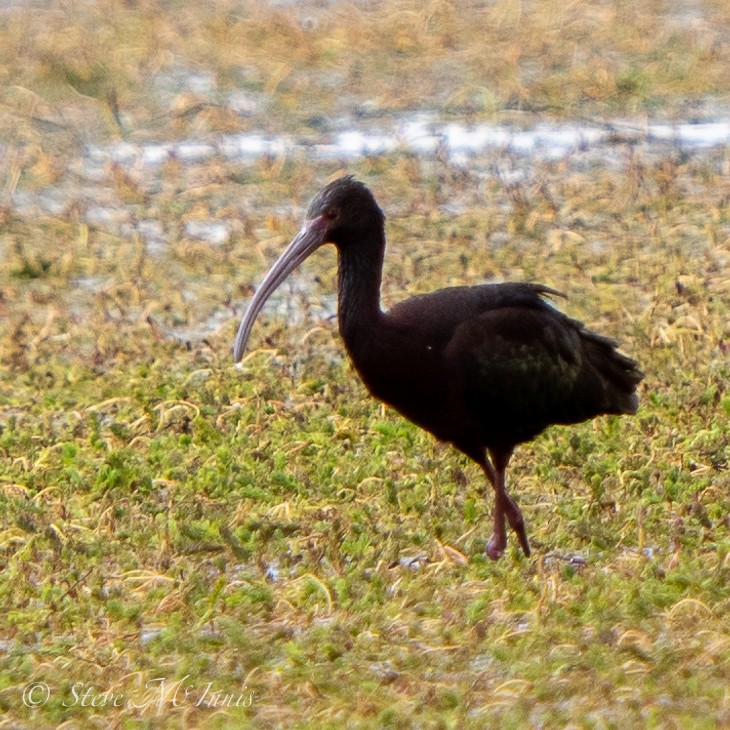 Ibis de Ridgway - ML549461981