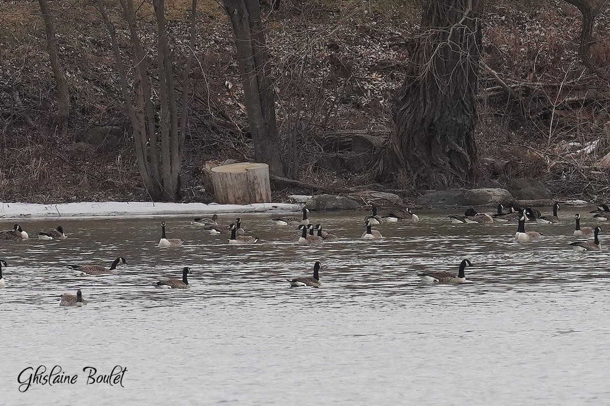 Pink-footed Goose - ML549462131