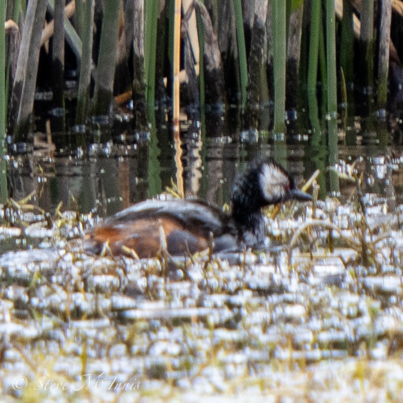 White-tufted Grebe - ML549462191