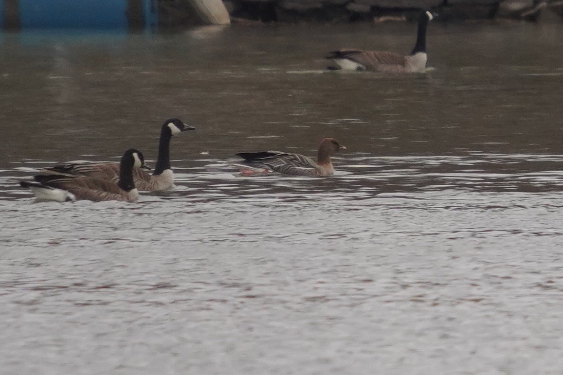 Pink-footed Goose - ML549462231