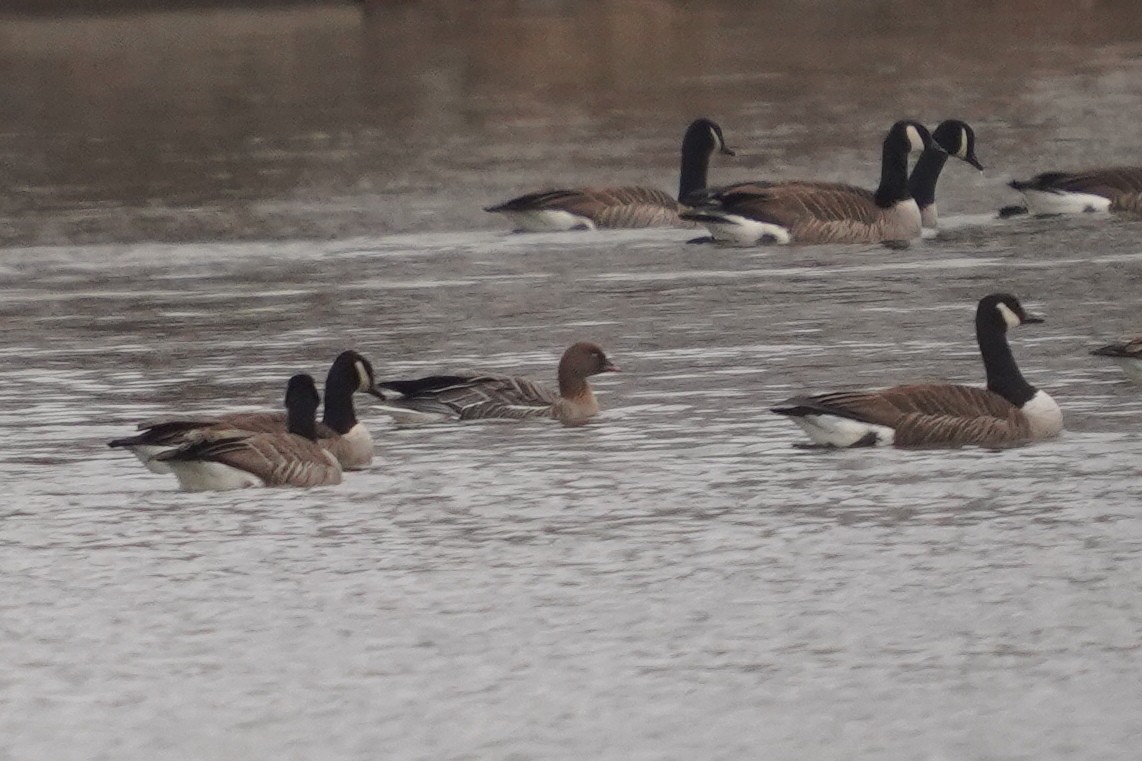 Pink-footed Goose - ML549462241