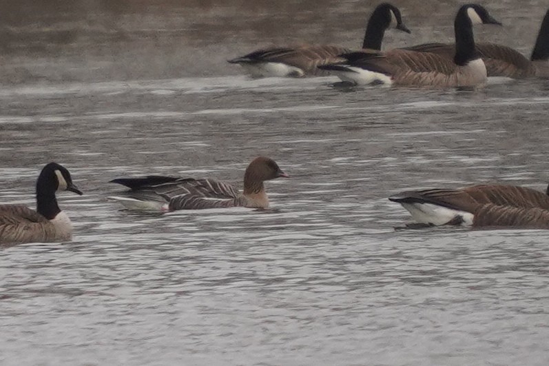 Pink-footed Goose - ML549462251