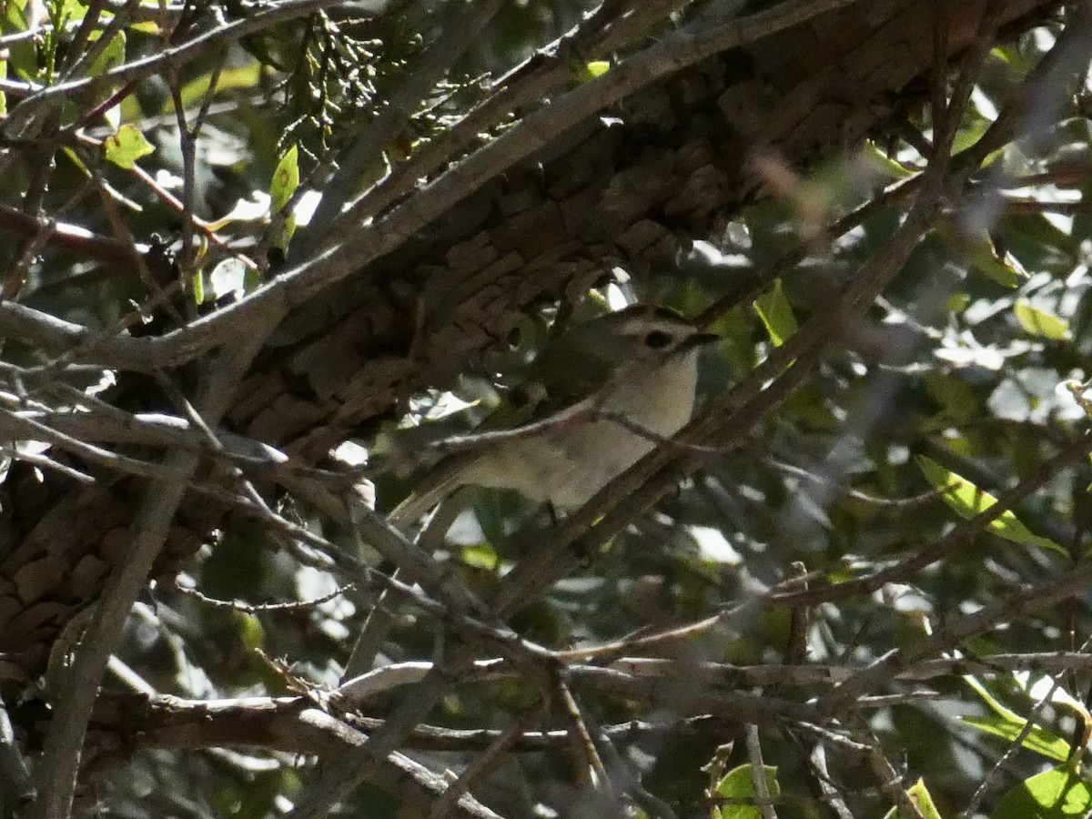 Golden-crowned Kinglet - ML549462421