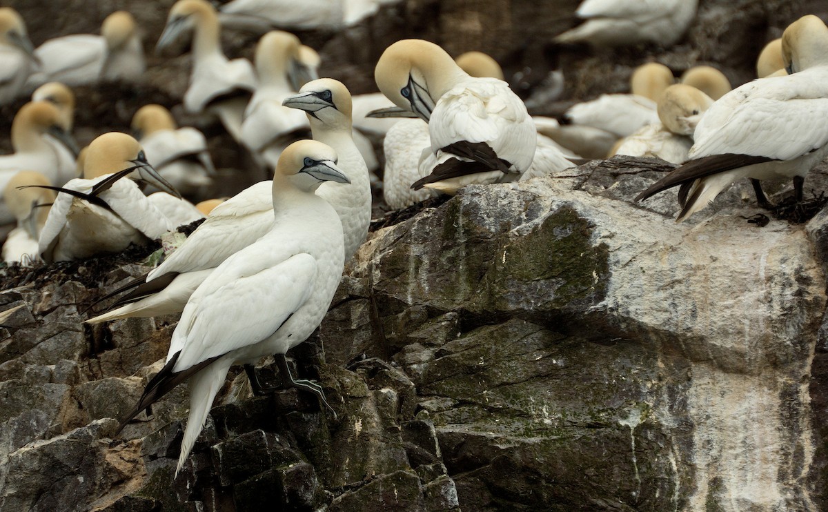 Northern Gannet - Angus Pritchard