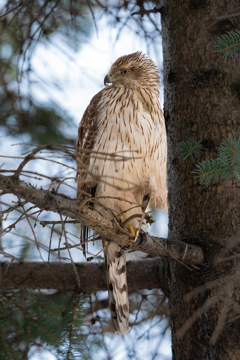 Cooper's Hawk - ML549464441