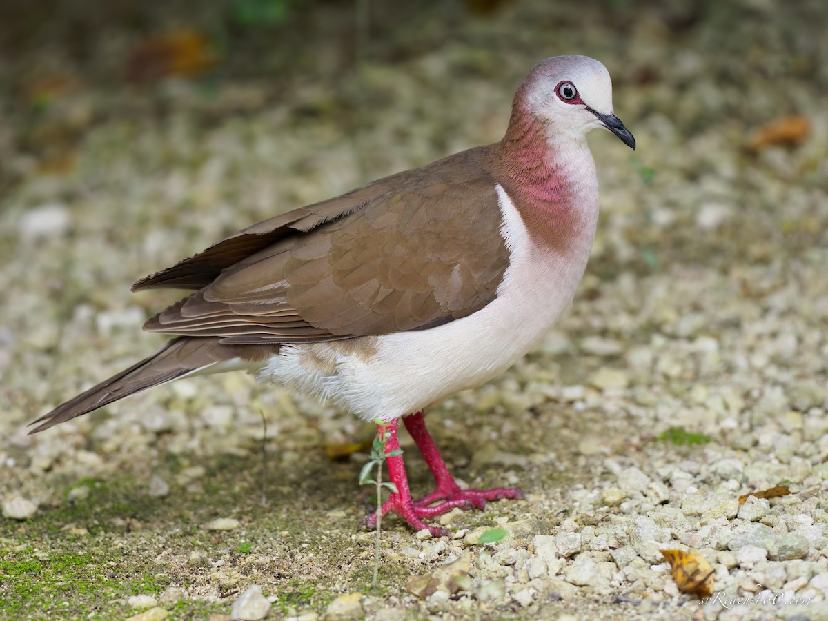 Caribbean Dove - ML549465081