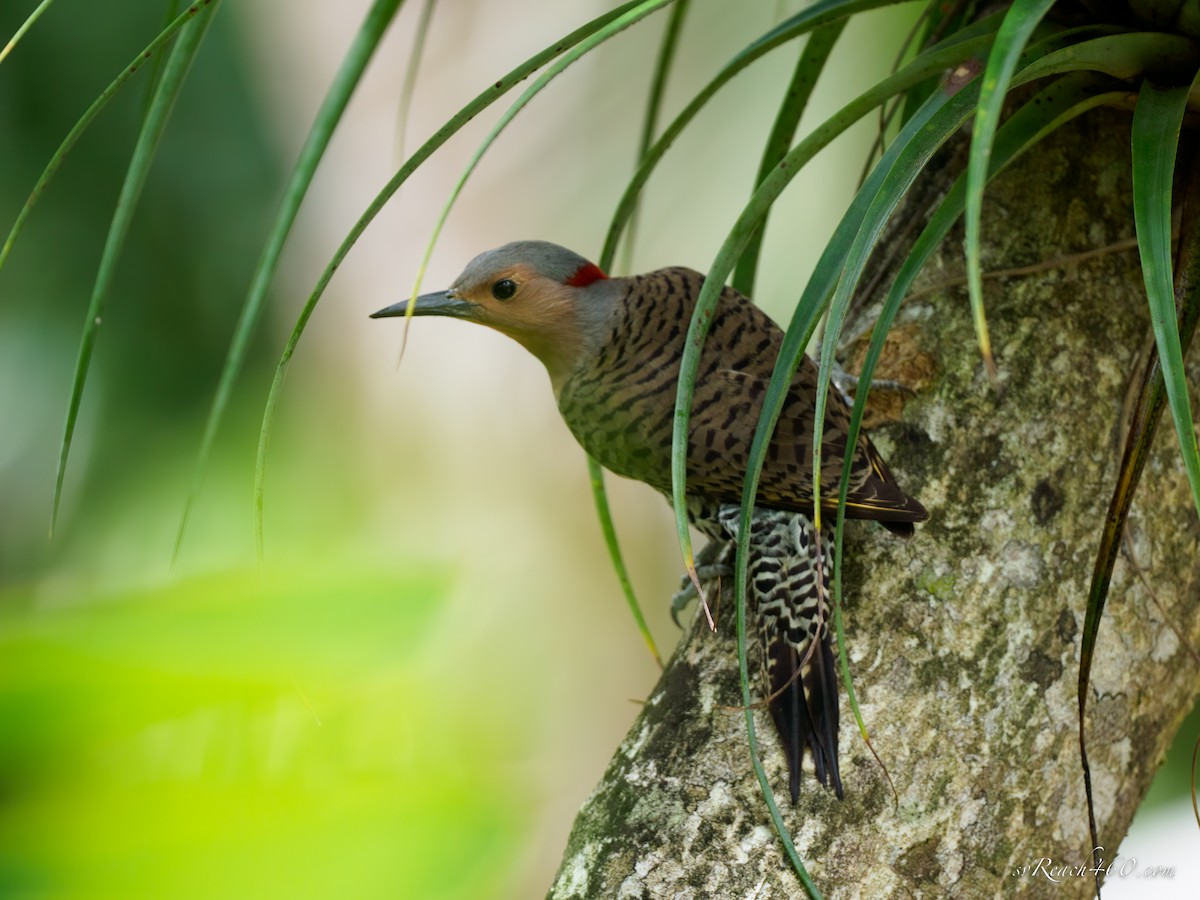 Northern Flicker (Grand Cayman I.) - ML549465161