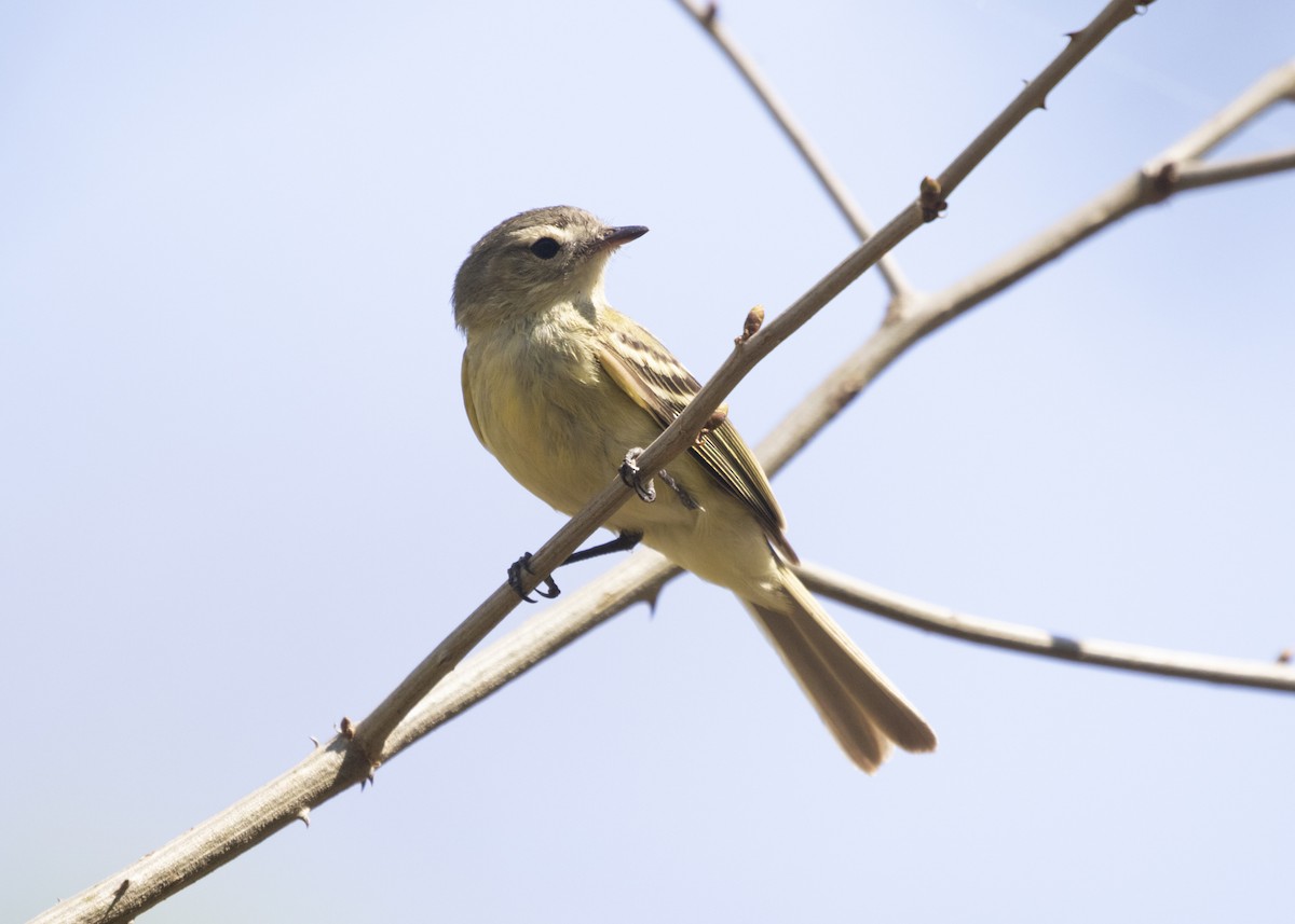 Reiser's Tyrannulet - ML549465331