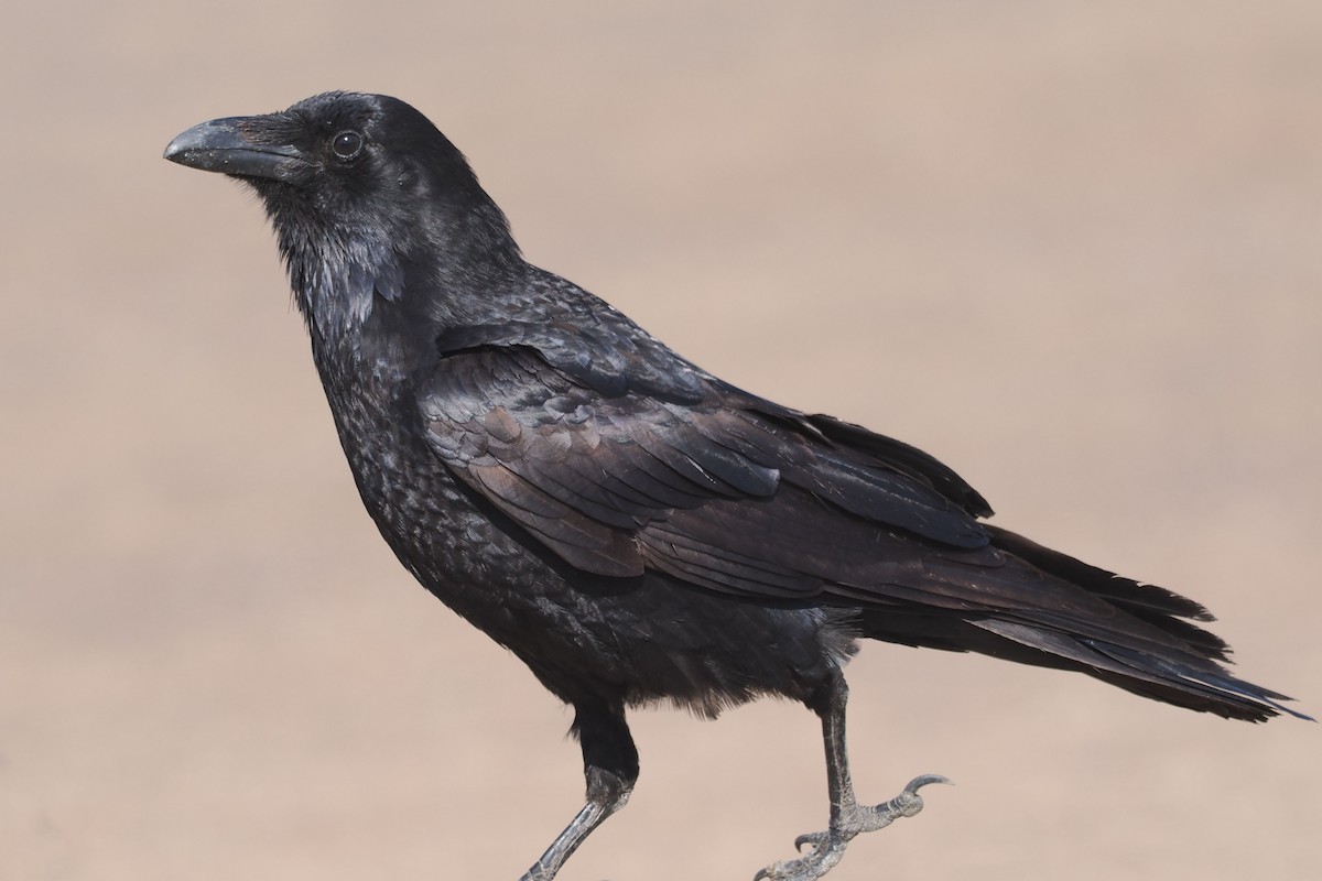 Common Raven - ML549465381