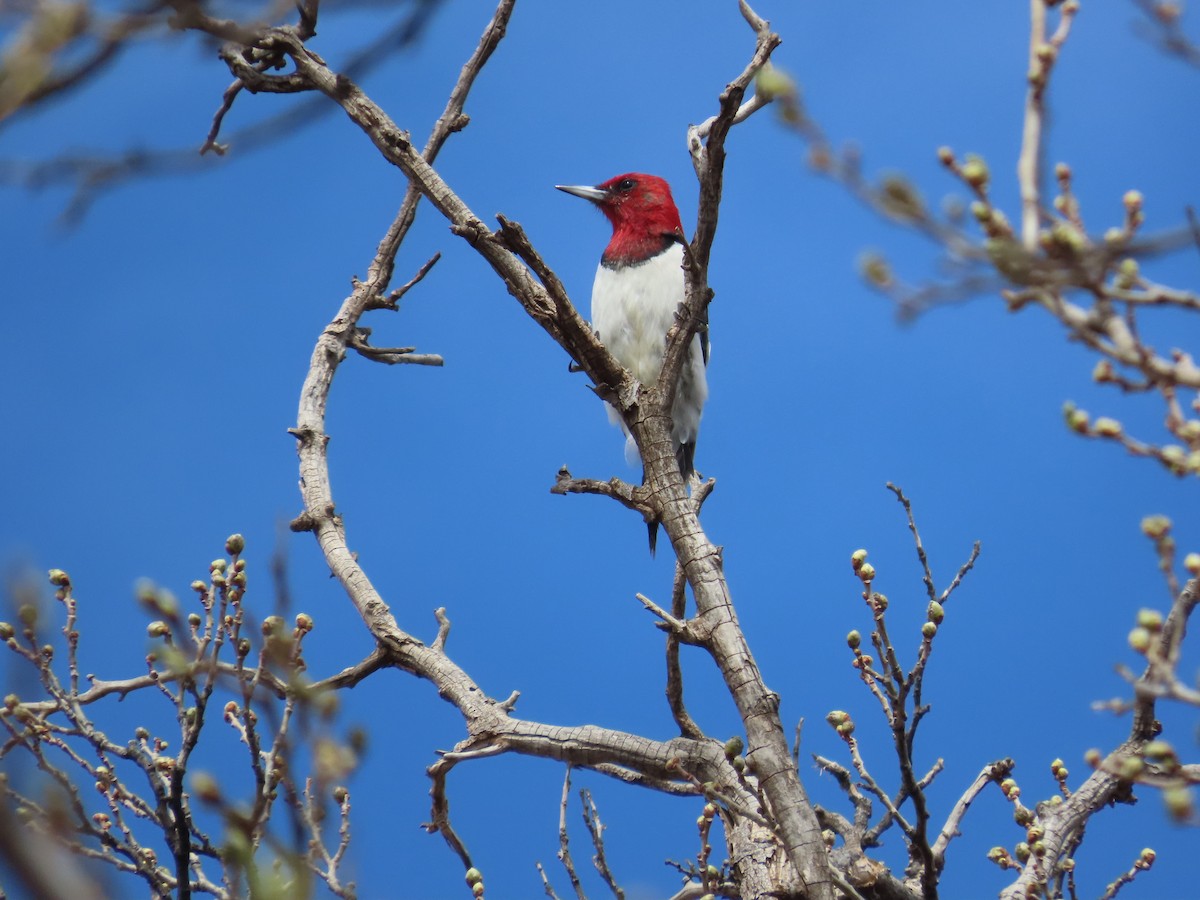 Red-headed Woodpecker - Sheri Anderson