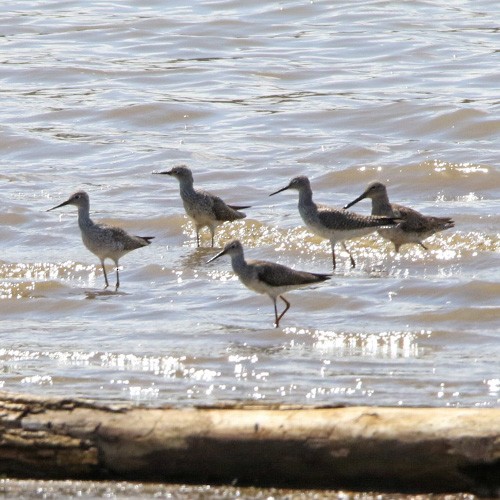 Lesser Yellowlegs - ML549467061