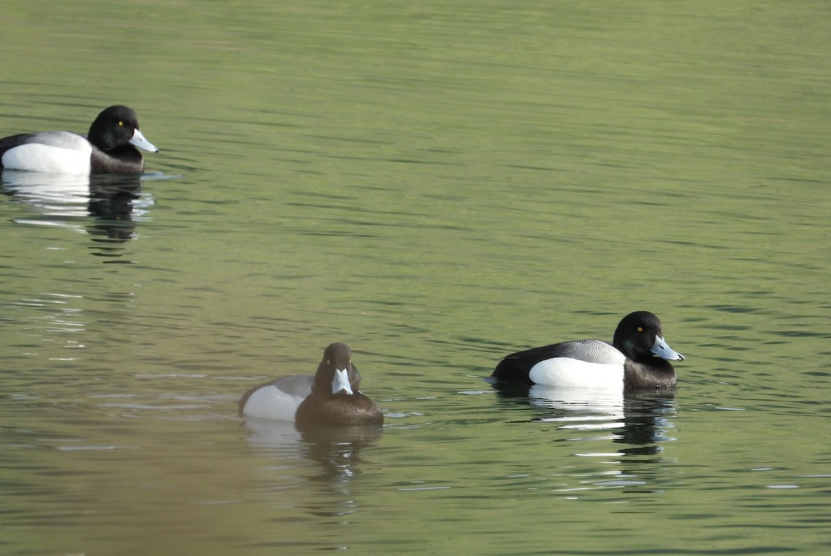 Greater Scaup - Greg Cross