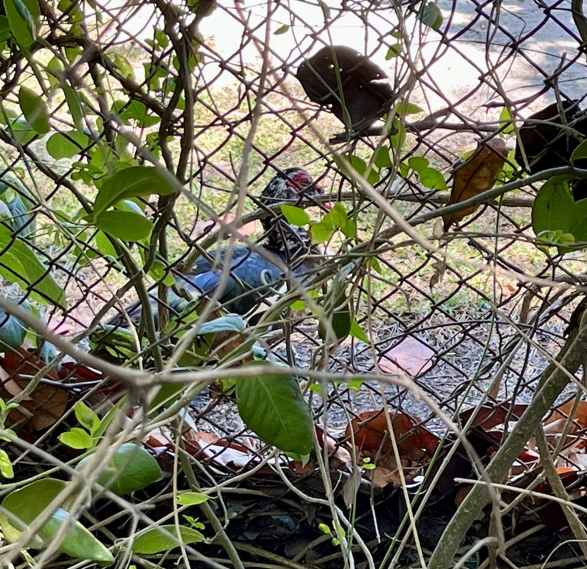 ノバリケン（家畜） - ML549467761