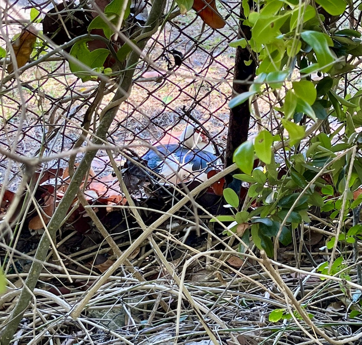 ノバリケン（家畜） - ML549467901