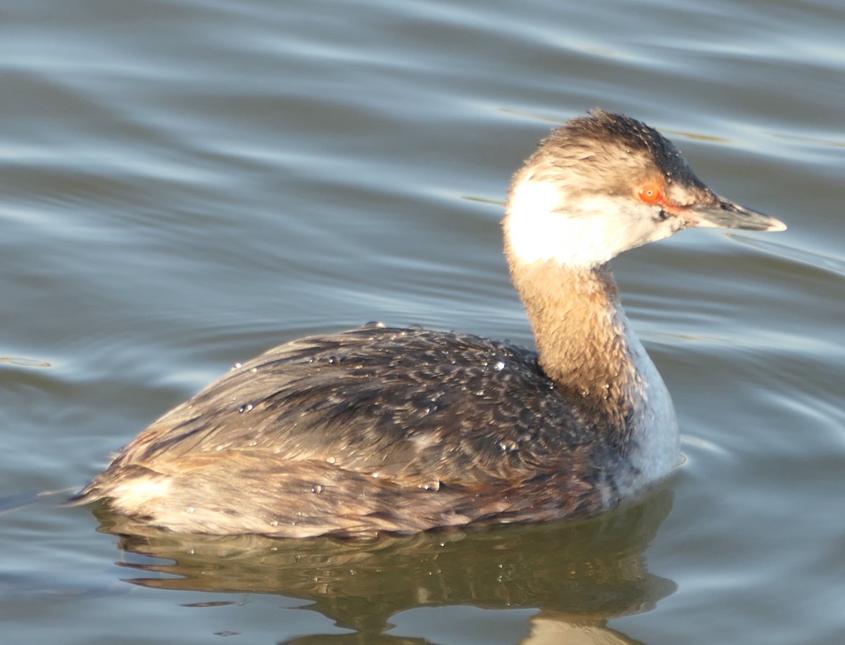 Horned Grebe - ML549469151