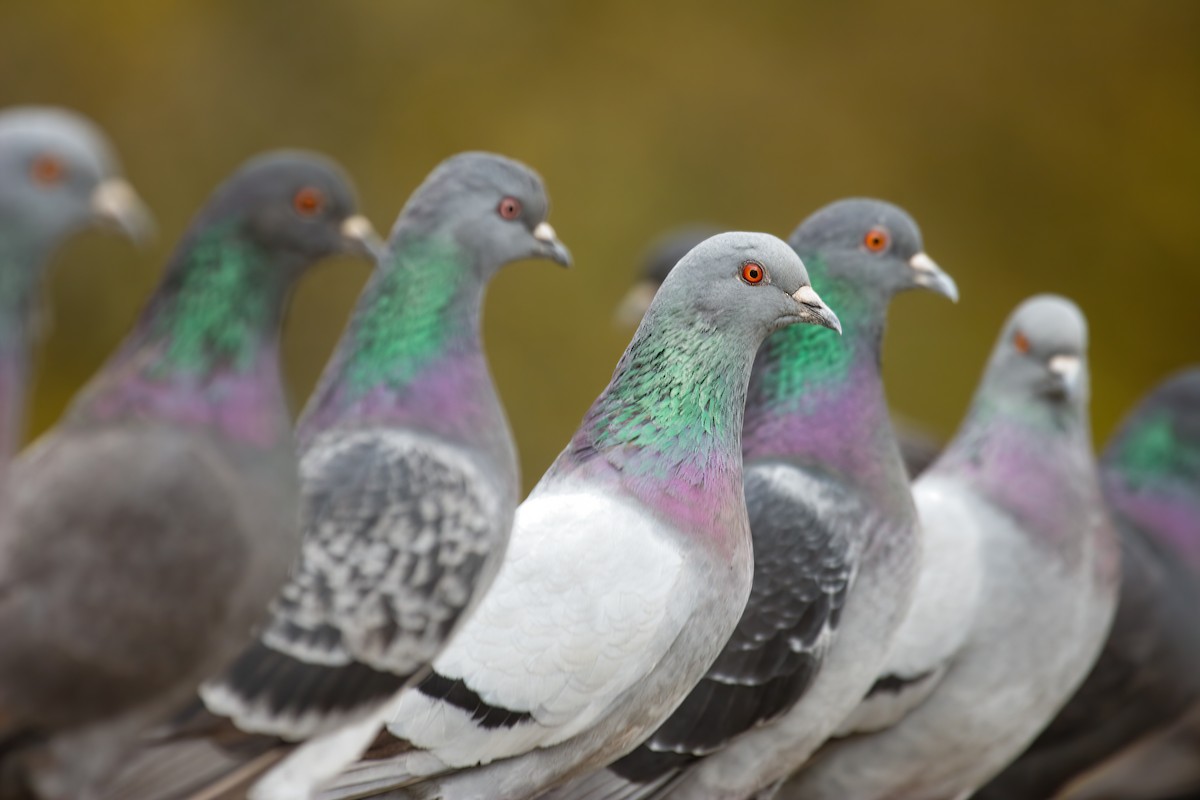 Rock Pigeon (Feral Pigeon) - ML549469511