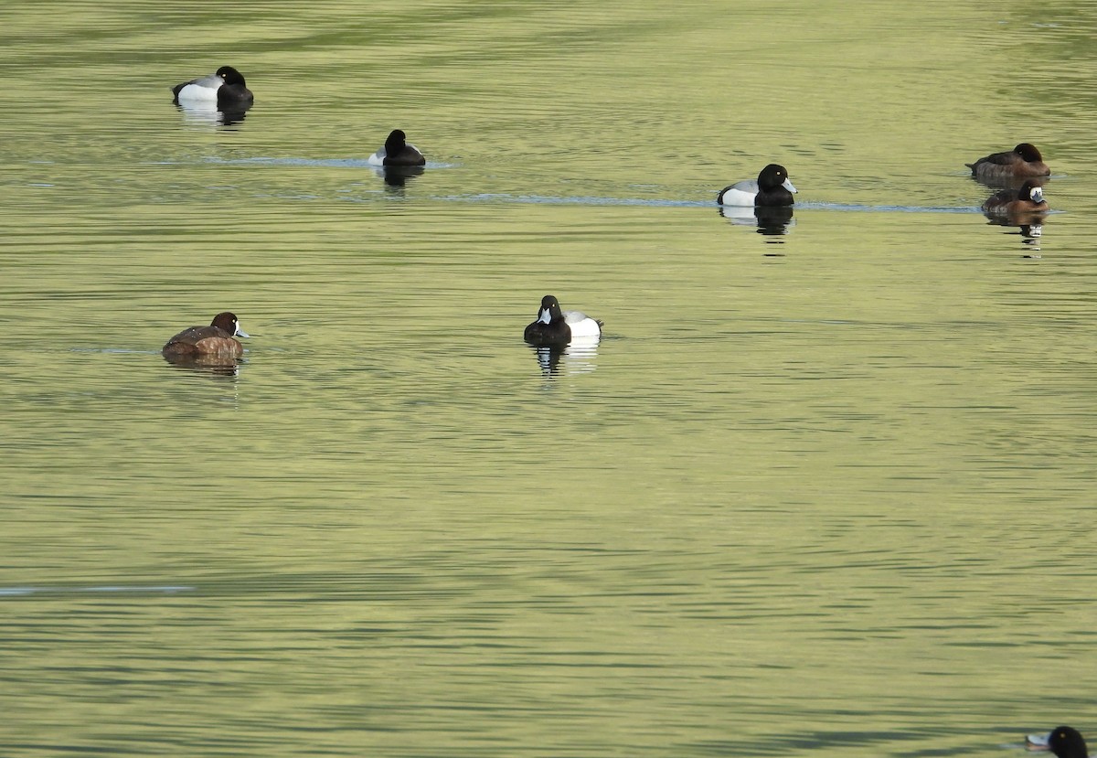 Greater Scaup - ML549469581