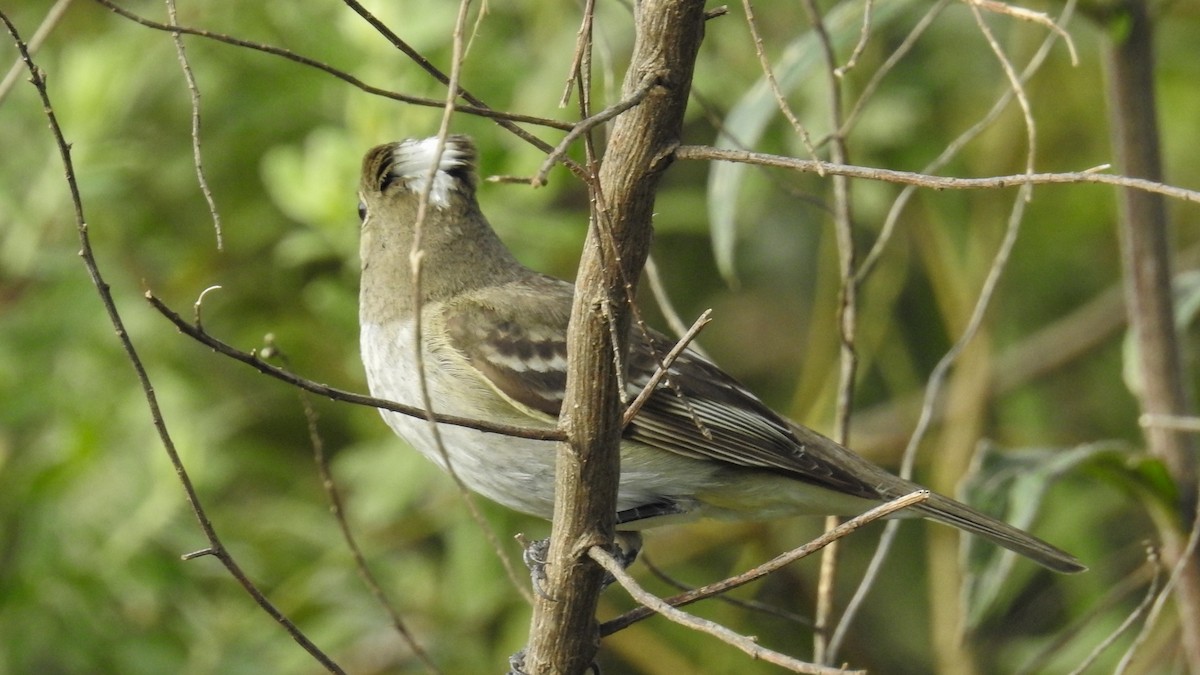 White-crested Elaenia - ML549471201