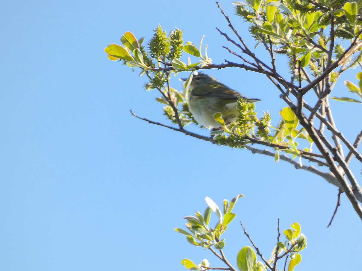 Tennessee Warbler - ML549471461