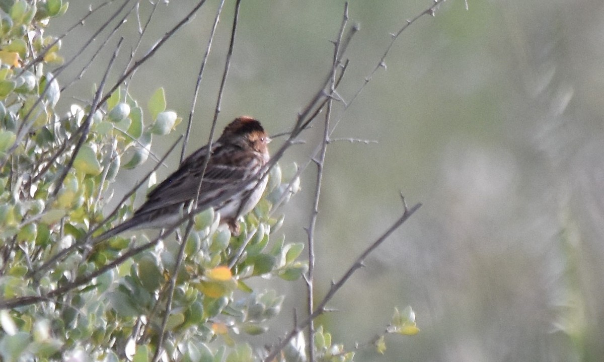Little Bunting - ML549471931