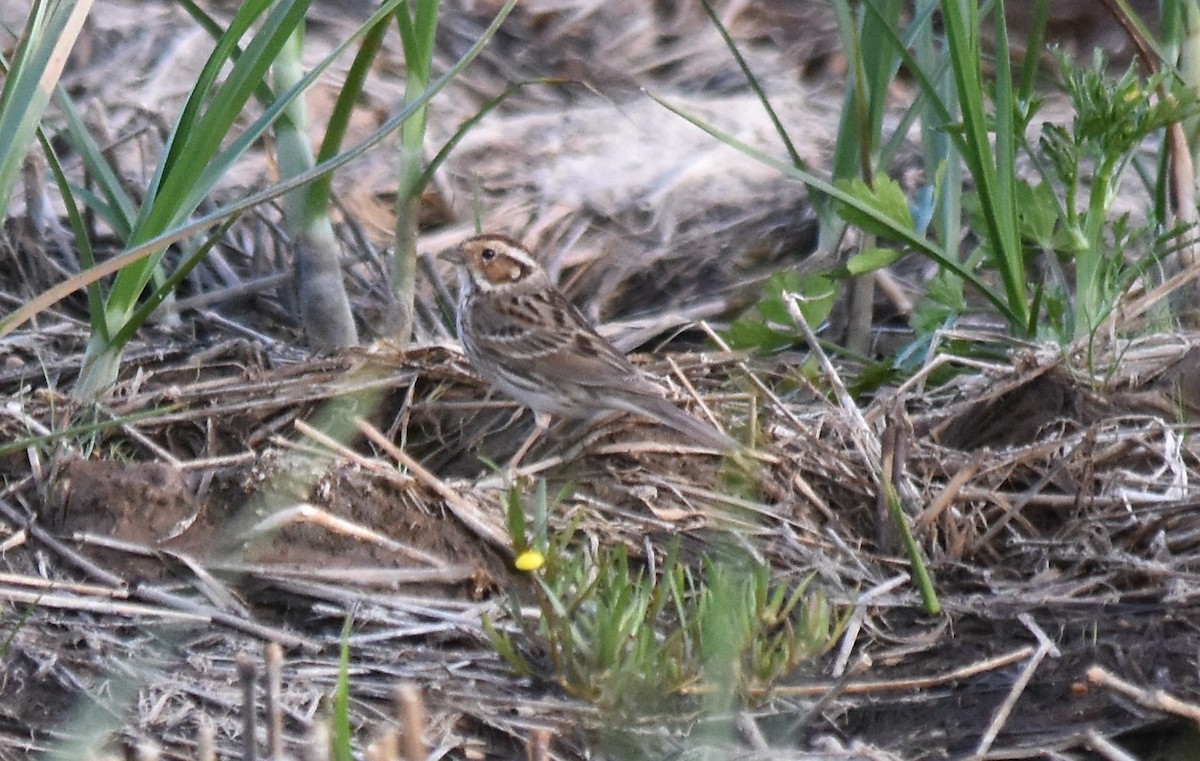Little Bunting - ML549471941